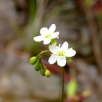 湿原の花たち～モウセンゴケ(白）