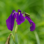 野花菖蒲