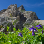 花の山