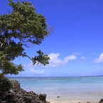 浜紫檀の木陰から