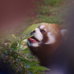 ぺろんこ