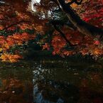 日比谷公園にも紅葉が・・