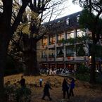 日比谷公園・松本楼前の大銀杏