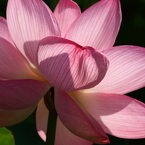 天上花