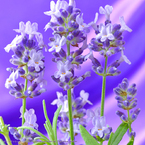 花写真<2014-27＞＊イングリッシュラベンダー