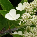 湿原の花たち～ノリウツギ