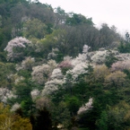 山の桜