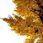 Avenue of gold
