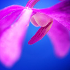 The world of macro NO.18