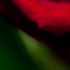 The world of macro　NO.11