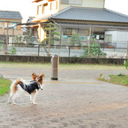 Ishi-kun_1557