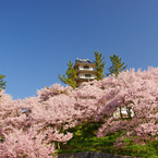 高遠の桜