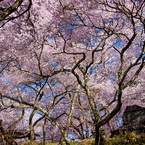 高遠の桜