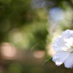 rose of Sharon -木槿-