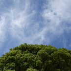 steam tree