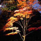 紅葉＠清澄庭園