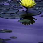夏の花　～スイレン