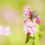 赤そばの花