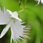 六甲高山植物園