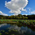 万博記念公園　日本庭園散策～③