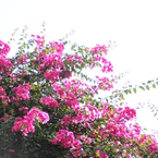 百日紅