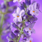 花写真＜2014-47＞＊イングリッシュラベンダー