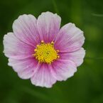 秋桜　日の丸　1
