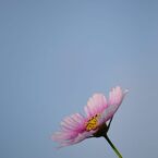 秋桜　日の丸　3
