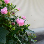 AF-S NIKKOR 20mm f/1.8G ED　テスト５
