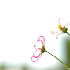 花フェスタ　１４