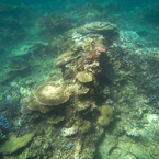 石垣島　名蔵湾沖シュノーケリング