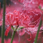 雨の日の彼岸花。