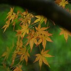 秋の雨に濡れて