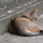 猫のいる風景　鞆の浦DSC_0121