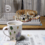 なぜか今日はカメラ目線・・