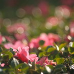 植え込みにも師走の光