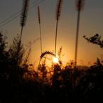 ゲジゲジ夕日