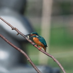 食べるカワセミ