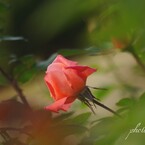 麗しの薔薇
