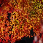 紅く燃え-いろはもみじ5