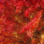 紅く燃え-いろはもみじ6