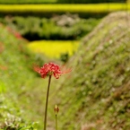 千早赤阪村2014秋