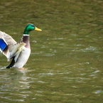 試し鳥