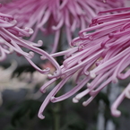 菊花スプラッシユ5