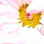 戸定菊花祭り。。。６_1