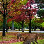 鹿沢山