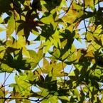 momiji-kiiro