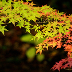 紅葉のグラデーション