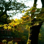 那谷寺の紅葉8
