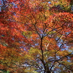紅葉吉野5